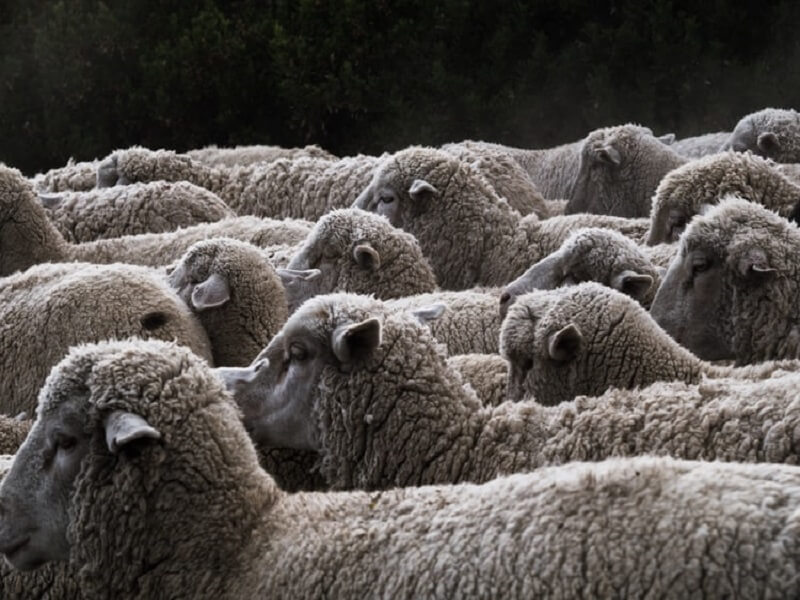 托福Official55阅读第3篇How Herding Can Provide Safety题目解析
