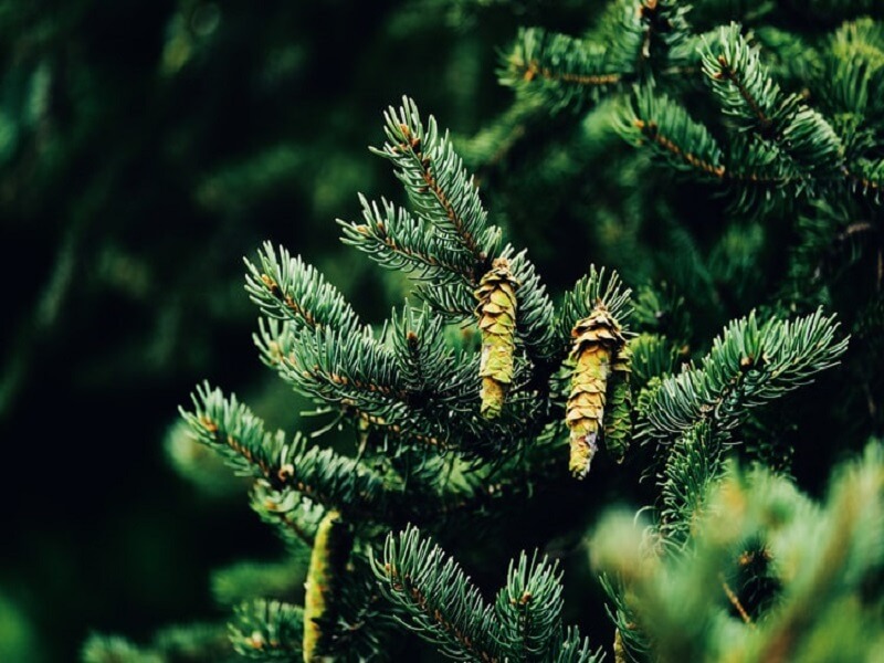 托福Official58阅读第2篇Pinyon Pines and Pinyon Jays题目解析
