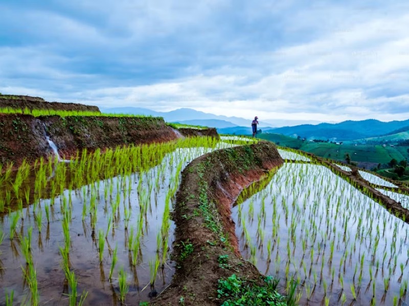 托福Official71阅读第3篇The Productivity of Wet Rice Farming题目解析