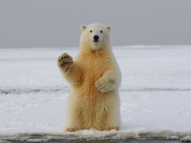 Why we need to protect polar bears
