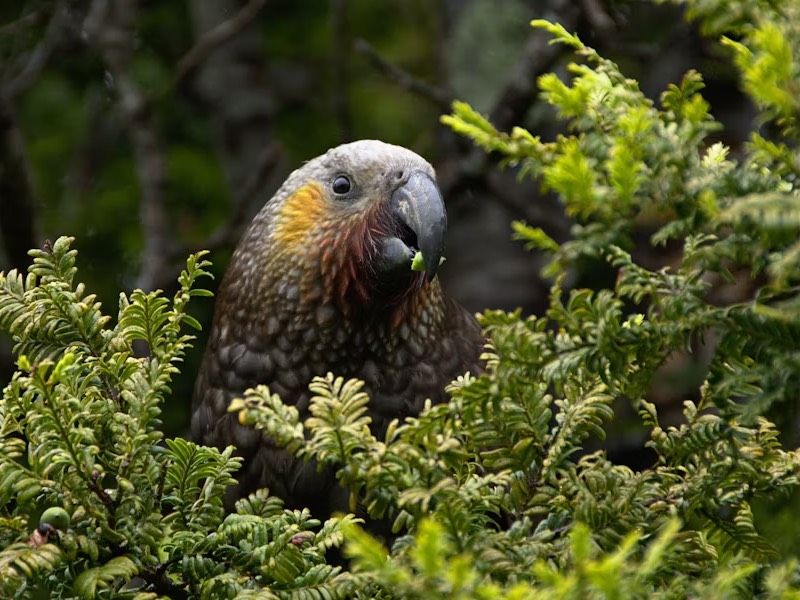 The kākāpō