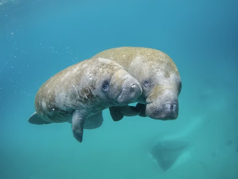 Manatees