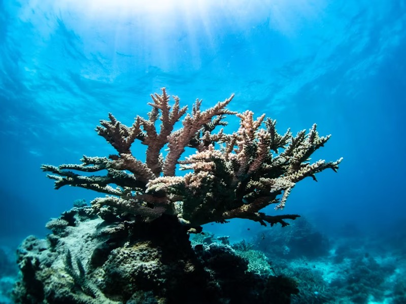 Can the planet's coral reefs be saved?