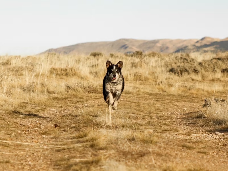 A new role for livestock guard dogs