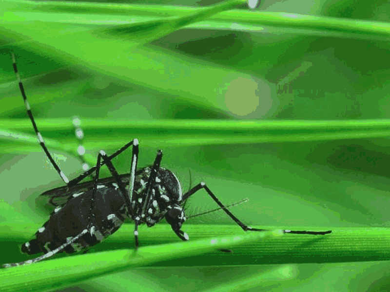 Biological Control of Pests