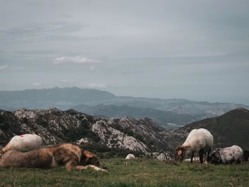Do animals dream?