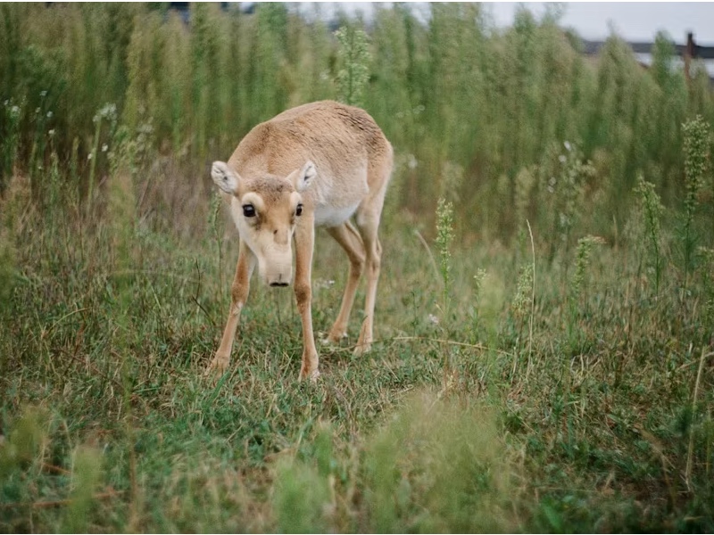 Saving the saiga
