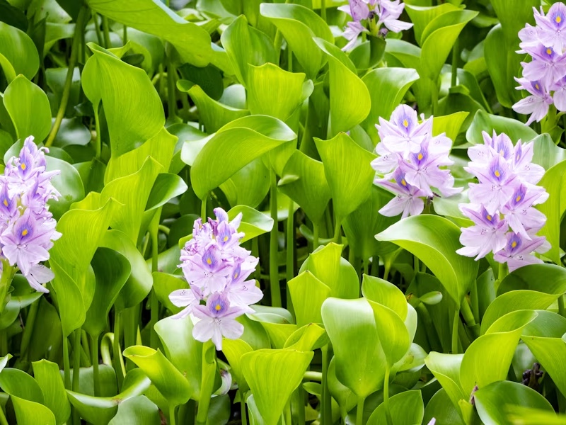 The problems and benefits created by the spread of the water hyacinth in 