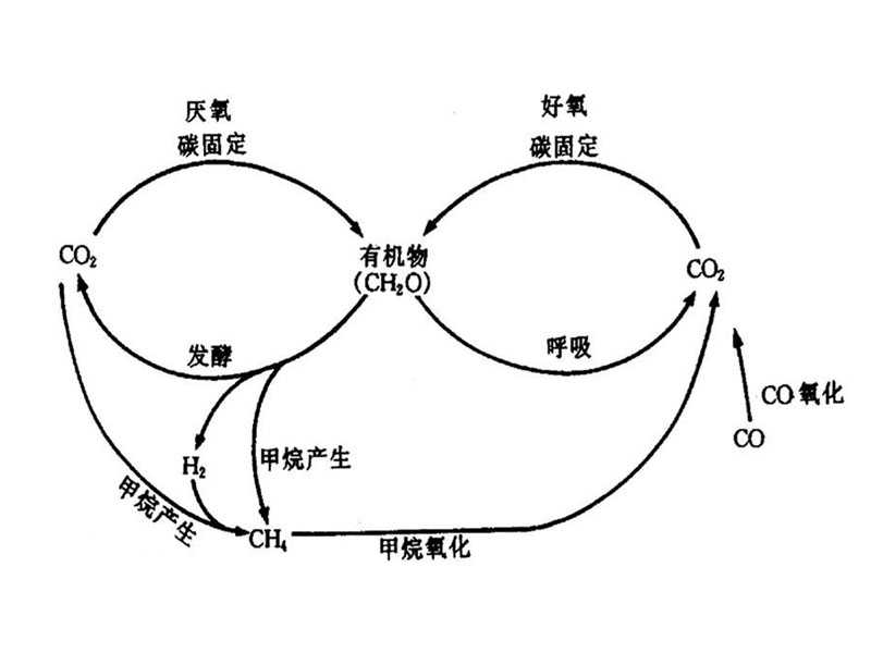 托福Official26听力leture2 Carbon Cycling原文解析+翻译音频