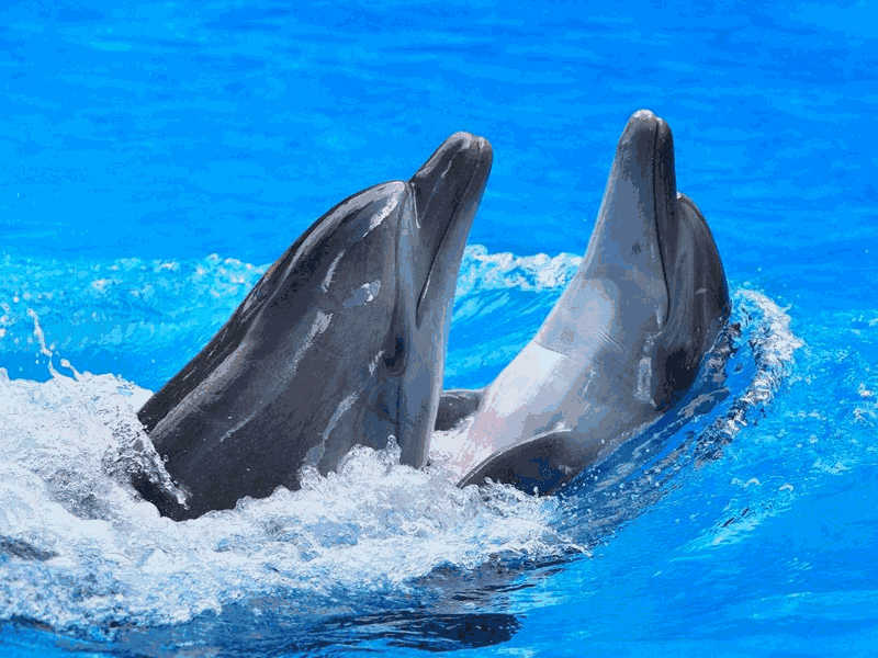 海豚之间的交流方式_Ways dolphins communicate