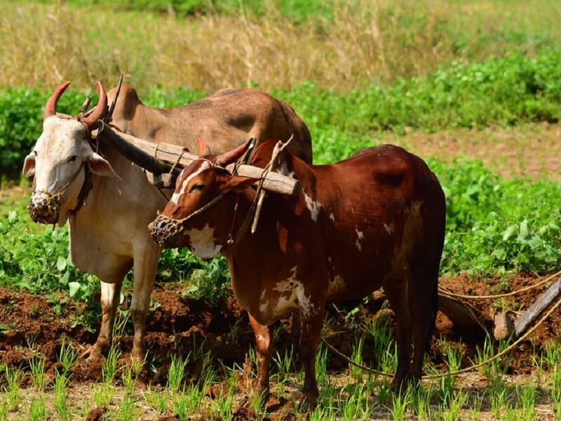 托福Official65阅读第3篇Pastoralism and Agriculture in Iran题目解析