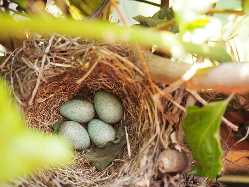 托福Official75阅读第1篇Clutch Size in Birds题目解析